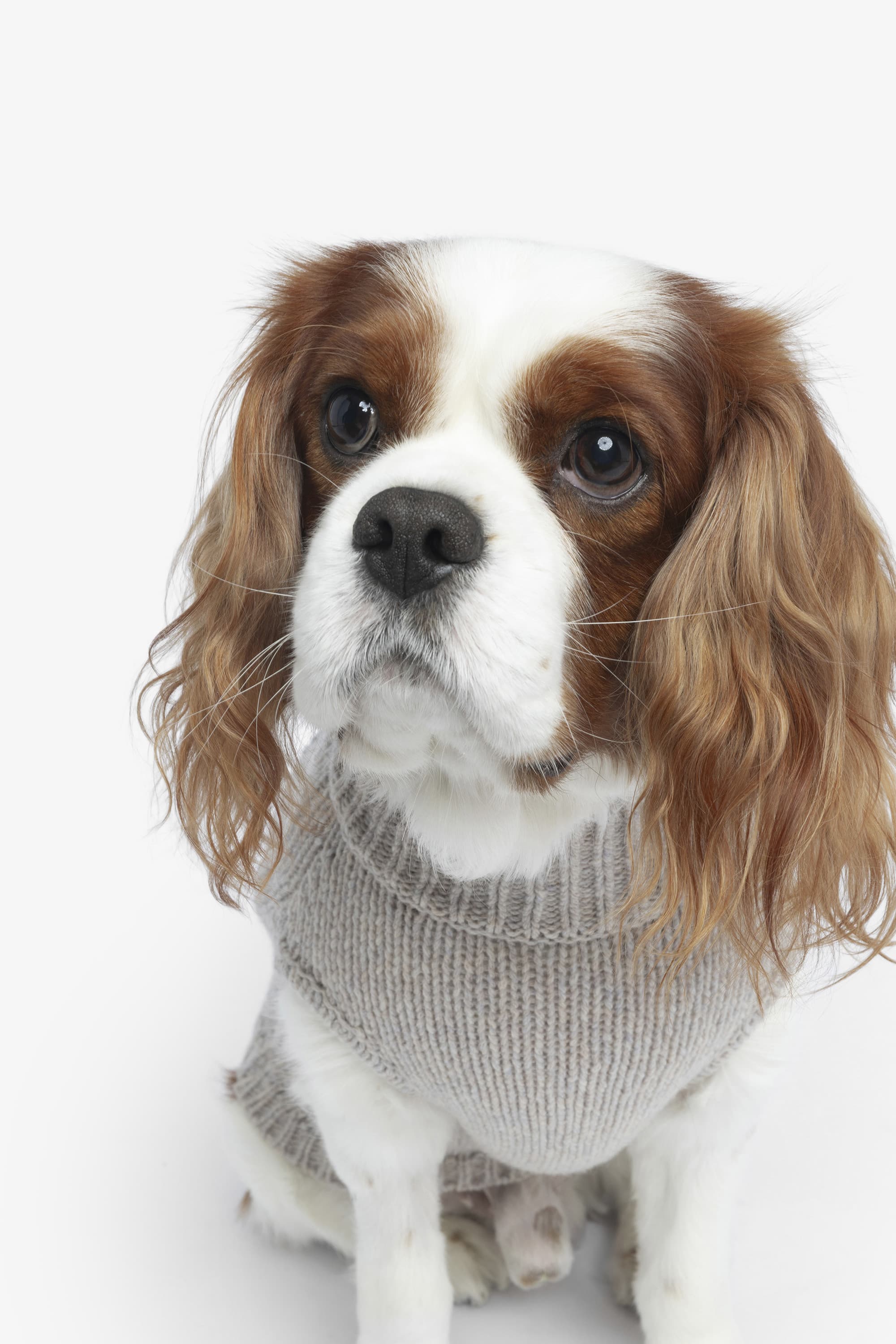 Zadog Wool Sweater