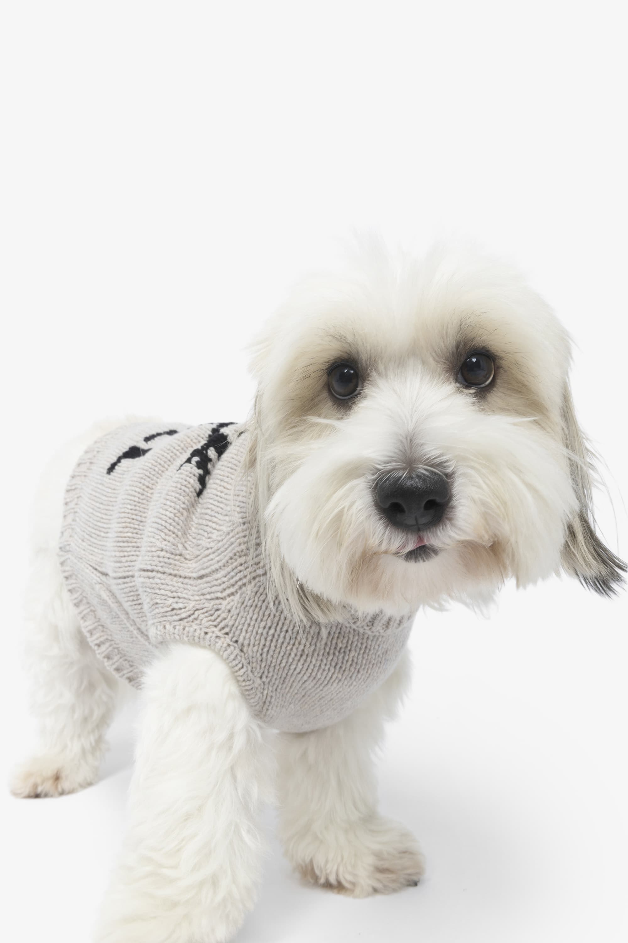 Zadog Wool Sweater