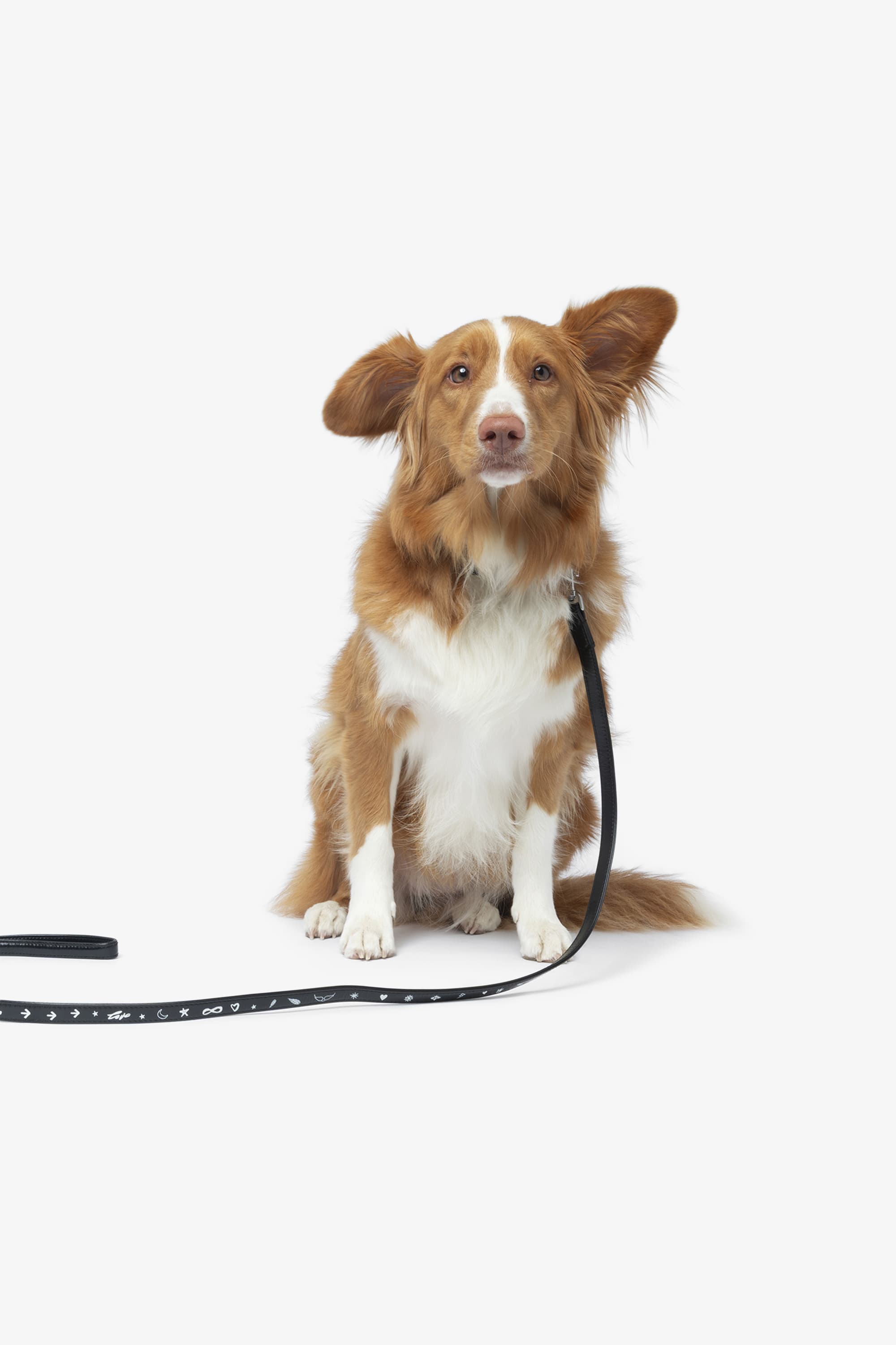 Zadog Leash
