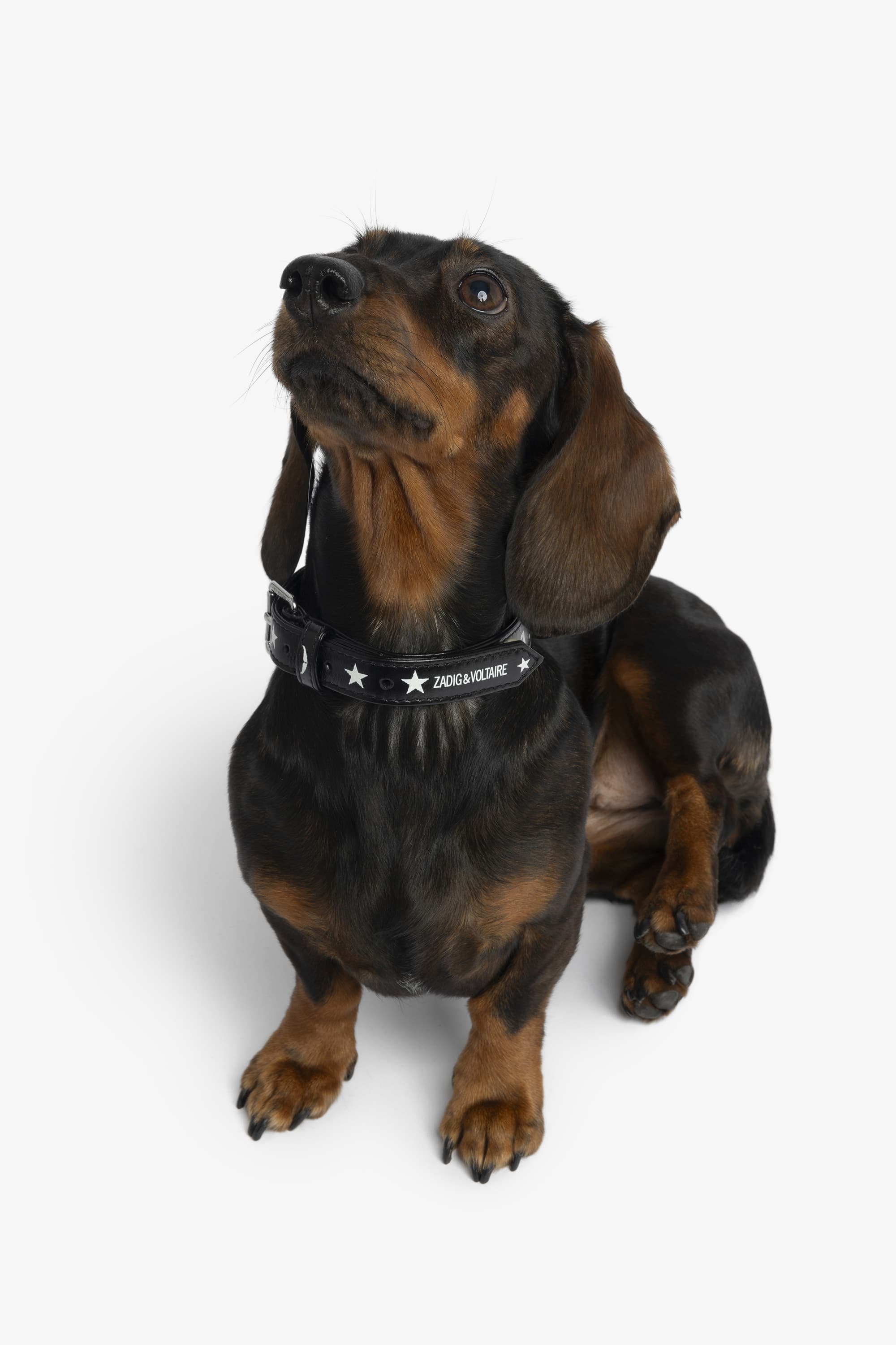 Zadog Collar