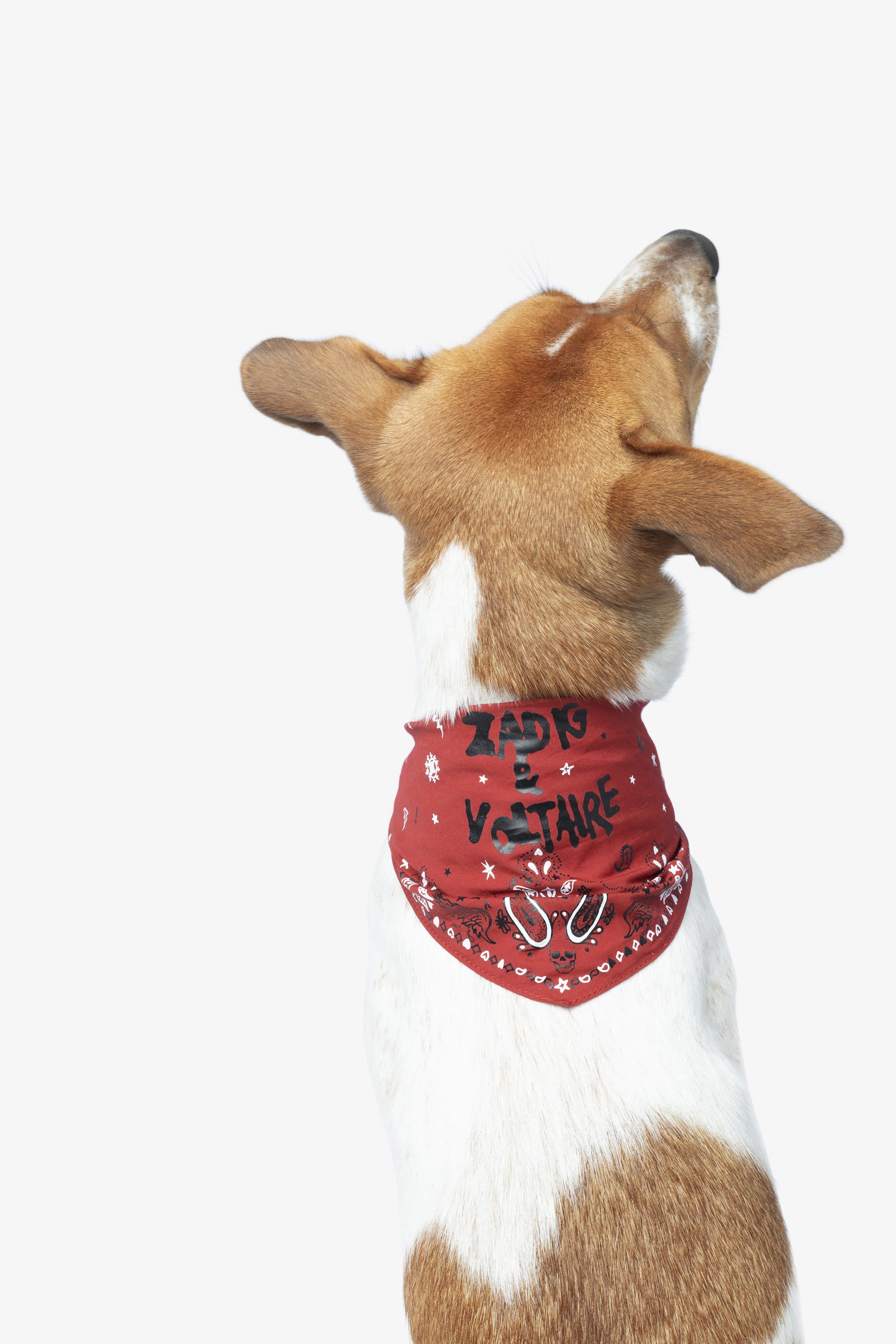 Zadog Bandana