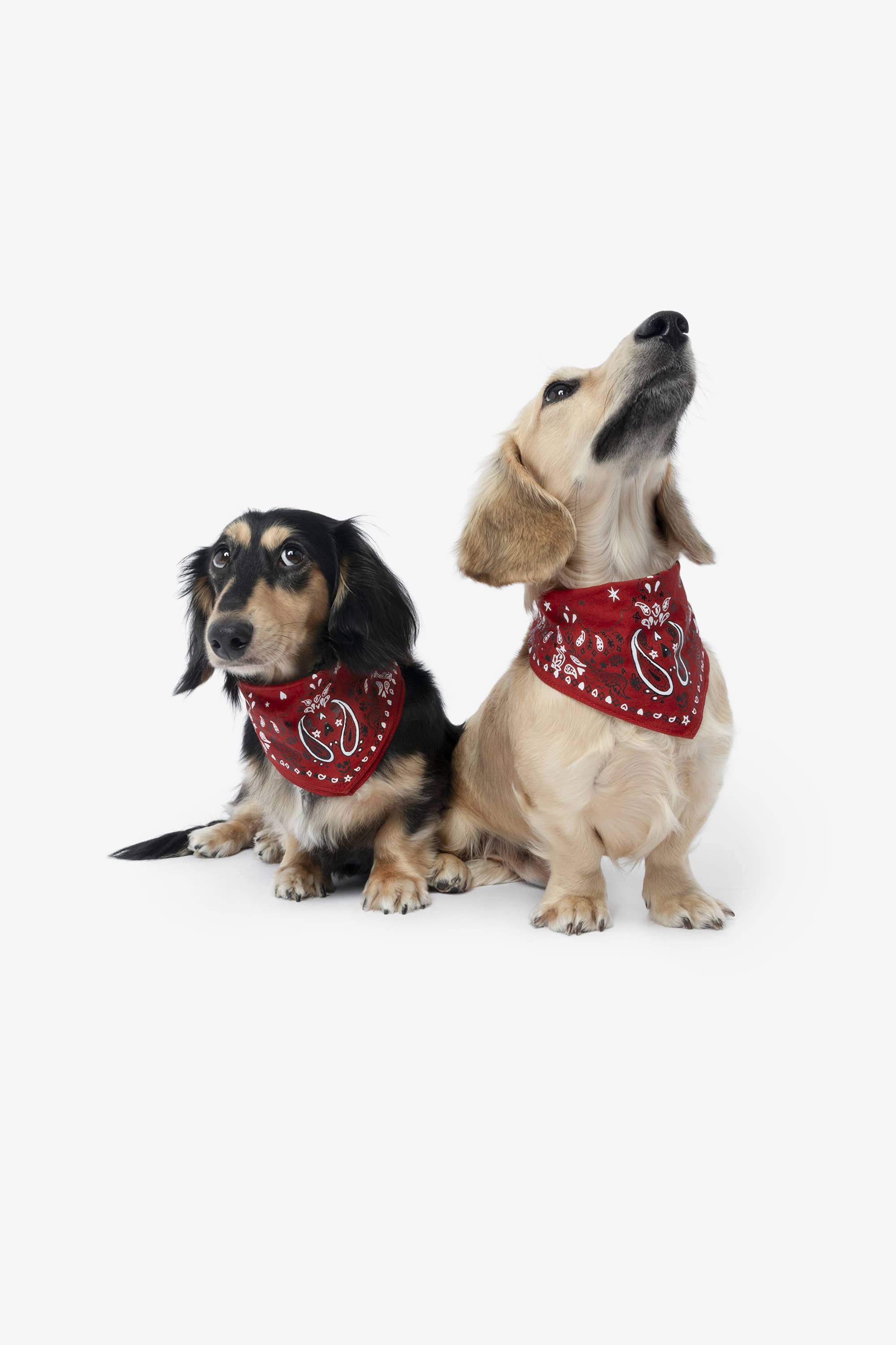 Zadog Bandana
